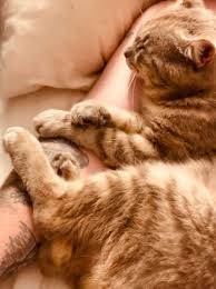 If you're afraid that your cat or dog might roam far from home, you'll want a pet tracker with precision gps or cellular tracking technology. Please Give All Tips And Tricks For Having A Trucker Cat I Ll Be Riding With My Boyfriend Soon And We Are Bringing Our Cat Any Advice Litter Box Leash Or Both If