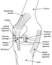 It often affects athletes who jump and land heavily, such as basketball players. Knee Problems Pain Treatment Niams