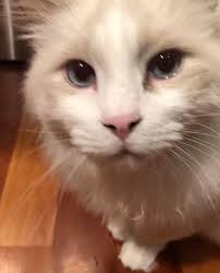 The BC Stay-at-Home Campout