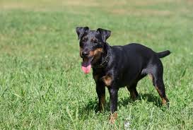 Image result for jagdteriér