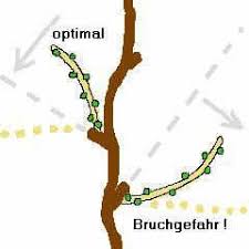 Erfahren sie alles zum schneiden von weinreben. Das Biegen Und Binden Von Rebtrieben Weinreben Pflanzen Weinpflanze Reben