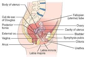 We did not find results for: Figure1 2 The Female Reproductive Organs As Seen In Sagittal Section Download Scientific Diagram