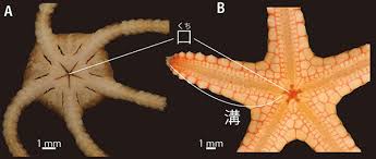 特別寄稿】深海生物「テヅルモヅル」とは何者か？ | academist Journal