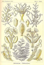 25 Diphasia Sertulariae Cnidarians Kingdom Animalia Phylum Cnidaria Class Hydrozoa Subclass Hydroidolina Order Leptot Arte Ilustraciones Grabado