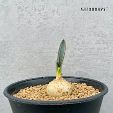 Image result for Albuca sp. no. 1