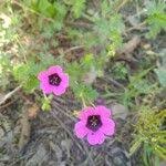 Image result for Geranium aculeolatum