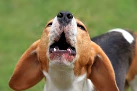 Ruhestorung Durch Hundegebell 3 Tipps