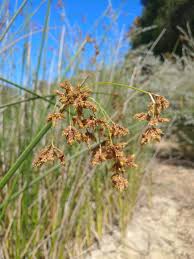 Image result for Schoenoplectus sp.no.1