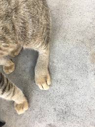 Without it he would have been in. This Cat Lives Near My House In A Village In India She Is Limping From Two Day And Her Back Leg Is Swollen I Dont Have Access To Any Vets Here Is