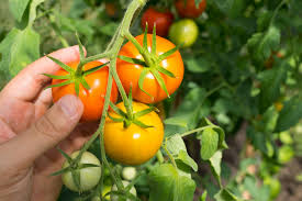 This super sweet cherry tomato is a best seller because of its flavor, productivity, and good looks. Picking Tomatoes When Are Tomatoes Ready To Harvest