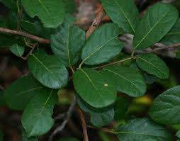 Image result for Hymenocardia