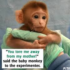 Maybe you would like to learn more about one of these? 5 Exploited Baby Animals Who Want Their Mothers Back Peta