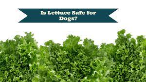 Always seek out your vet's advice when it comes to introducing new food into your dog's balanced diet. Can Dogs Eat Lettuce Is It Good For Dogs Smart Dog Owners