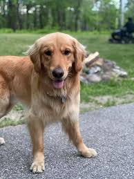 Golden retriever ball obsession in dogs