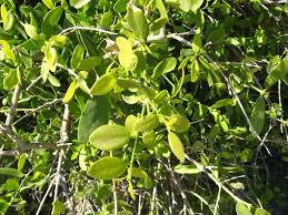 Image result for Salvadora persica