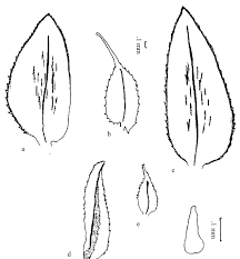 Image result for Selaginella goudotiana