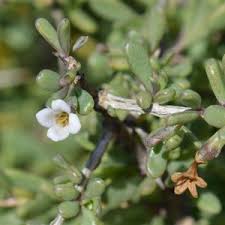 Image result for Lycium mascarenense