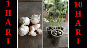 Masa tanam bawang putih memang panjang, tapi pada bawang putih bisa ditanam di dalam pot atau langsung ke tanah. Menanam Bawang Putih Di Siberia Pada Musim Luruh Sayur Tumbuh