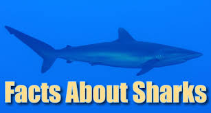 As a parent, you can collect relevant information about animals and share it with your child. Facts About Sharks For Kids Information Pictures Videos
