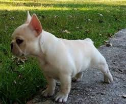The french bulldog is harder to train than most other dog breeds. View Ad French Bulldog Puppy For Sale Near New Jersey Glen Ridge Usa Adn 299