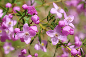 Få 15.000 sekund stockvideoklipp på shrub with beautiful purple flowers med 25 fps. Growing Australian Plants Agriculture And Food