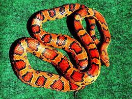 Who Has The Brightest Coloured Snake Page 13 Snake Snake Facts Corn Snake