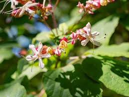 Image result for Clerodendrum