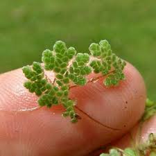 Image result for Azolla pinnata