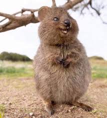 This page is part of the active wild australian animals series. This Cute Creature Is A Quokka From Rottnest Island Off Perth Western Australia They Are About The Size Of A H Cute Animals Animals Beautiful Happy Animals