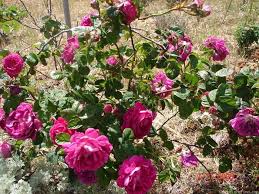 The monarch watched the duke of edinburgh. Prince Charles Prince Charles Prince Rose Photos