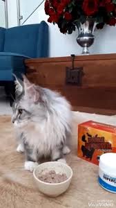 Khasiat Labu Untuk Kucing Qtage Official Hq