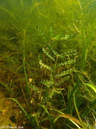 Image result for Potamogeton crispus