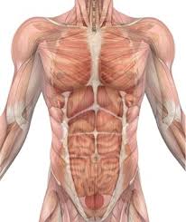 The secondary chest wall muscles correspond with the ventral shoulder and chest muscles. Chest Tightness Anxiety Symptoms Anxietycentre Com