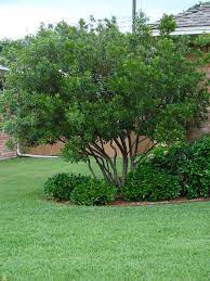 Wax Myrtle Privacy Landscaping Backyard Trees Landscaping Trees