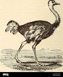 A Comprehensive Dictionary Of The Bible . Ward Heryoung Like The Stork ?  Mr. Barnes (On Job, 1. C.)Would Render, A Wing Of Exulting Fowls  Movesjoyfully! Is It The Wing And