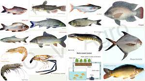 Fish Farming C V Agro Fish Farming Tilapia Fish Farming Aquaculture Fish
