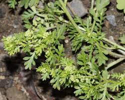 Image result for Coronopus integrifolius