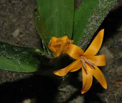 Image result for Colchicaceae