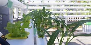 Anda ingin menanam kangkung hidroponik sendiri di rumah? 7 Cara Menanam Kangkung Hidroponik Dengan Modal Kecil Mudah Dilakukan Merdeka Com