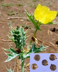 Image result for Argemone mexicana