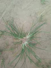Image result for Loudetia phragmitoides