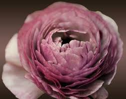 Pin On Flowers