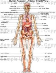 Skeletal muscles rarely work by themselves to achieve movements in the body. Womens Human Body Diagram Electrical Work Wiring Diagram