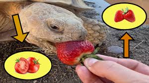 Check spelling or type a new query. Tortoisewhisperer Thetortwhisper Twitter