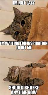 It S Caturday Time For Your Daily Treat Of Cat Memes Funny Animal Jokes Cute Cat Memes Funny Animals