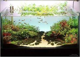 Pin Di Stephen Oliver Su Aquarium And Fish Idee Acquario Acquario Idee