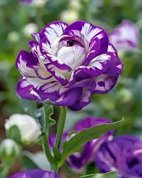 Image result for eustoma flamenco