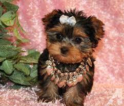 Premier pups mindfully selects puppies from reputable breeders in ohio and provides their customers the most adorable small breed puppies. Tiny Teacup Yorkie Puppies For Sale In Ohio Hello Berlin Yorkie Puppy Teacup Yorkie Puppy Yorkshire Terrier Puppies