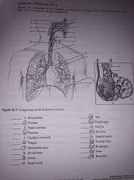 15 the human respiratory system worksheet respiratory system. Label The Respiratory System Answers New Solved Labeling Exercise 15 1 Identify The Ponents Respiratory System Labels Printable Label Templates