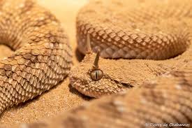 Image result for Strabomantis cerastes